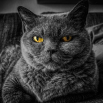 Avatar użytkownika OgladamBezSpamu